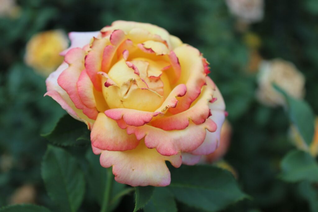 La Roseraie: un lieu de douceur et de couleurs au cœur du Parc de la Tête d’Or
